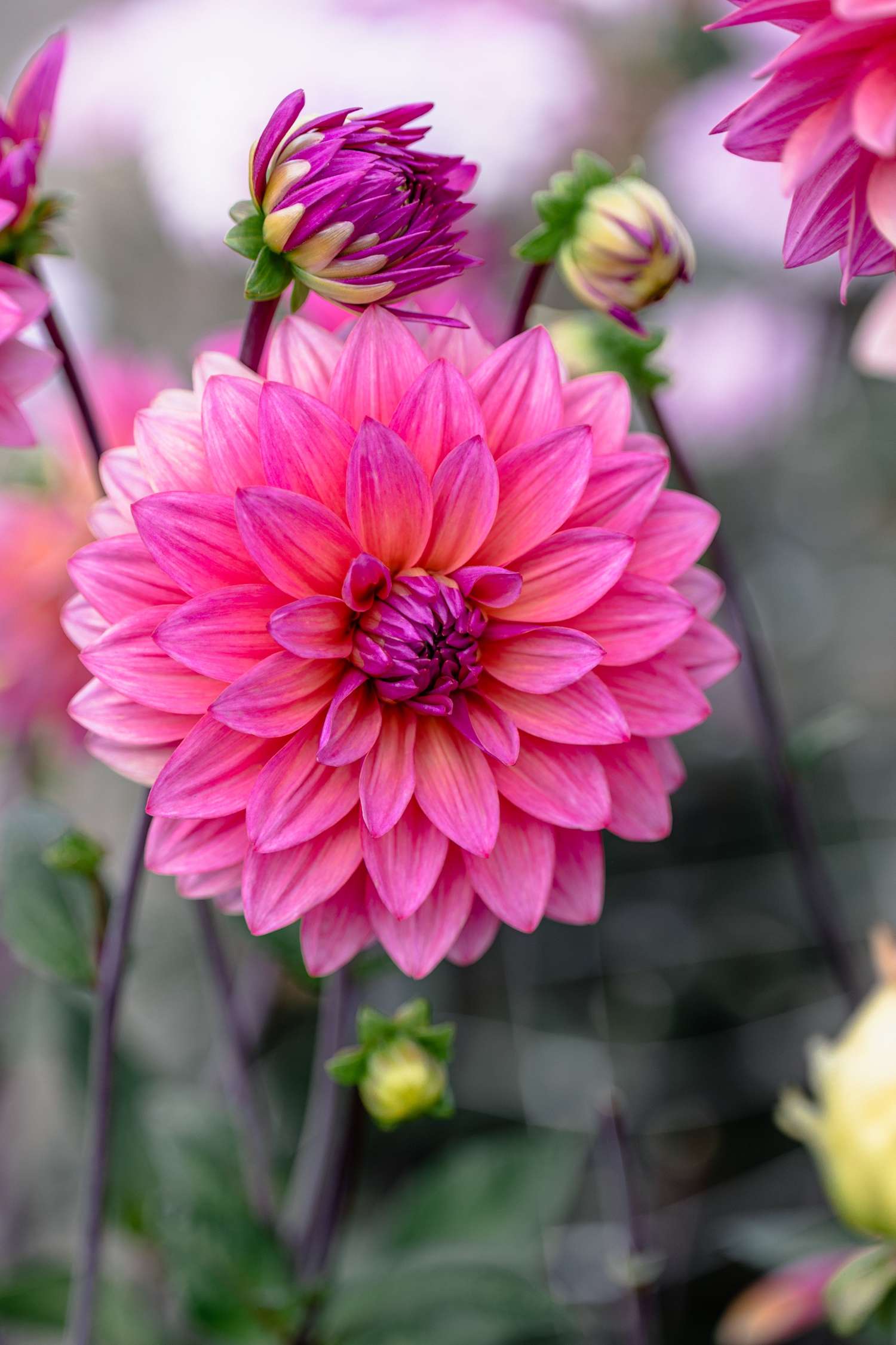 Dahlia 'Feline Yvonne'